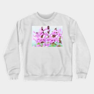 Stachys macrantha  Big Betony Crewneck Sweatshirt